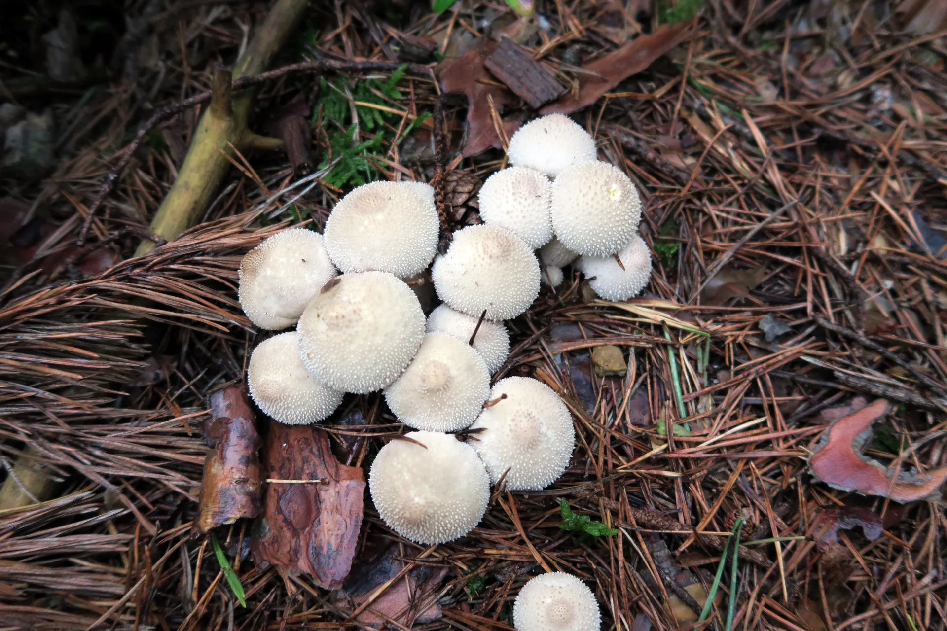Lycoperdon perlatum - 1